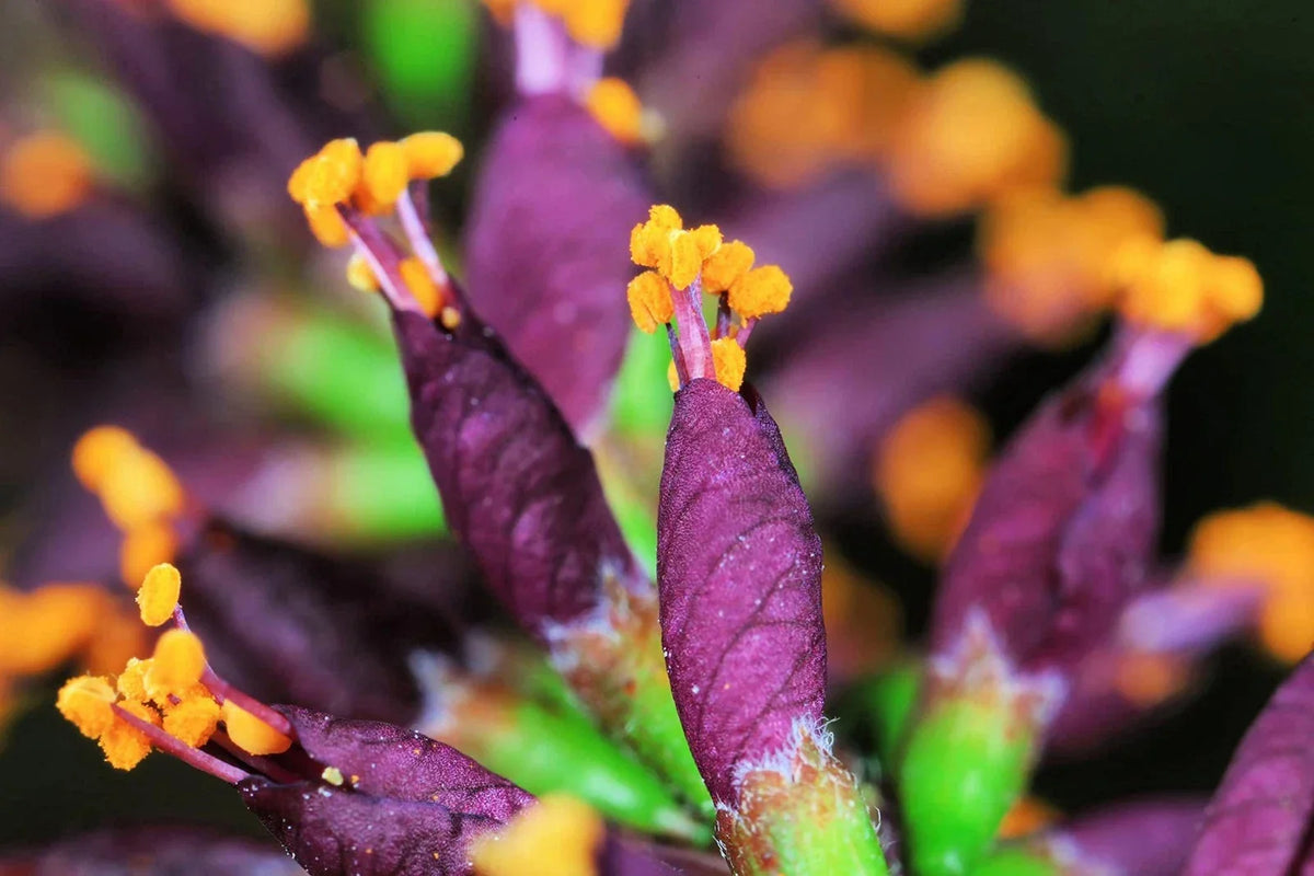 False Indigo Bush Seeds - Amorpha fruticosa Native Plant for Gardens & Landscaping - 100 Seeds
