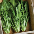Heirloom Italian Dandelion Seeds - Catalogna Emerald Endive - Organic Non-GMO, 500 Seeds, Gourmet Greens, Easy to Grow, Cichorium intybus