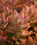 GraptoSedum Copper Glow Succulent Plant - 3" Rooted Houseplant - Easy Care Drought Tolerant Indoor or Outdoor Plant
