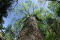 Sugar Hackberry Seeds, Celtis laevigata, Drought-Tolerant Native Tree, 20 Seeds for Landscaping and Wildlife Attraction