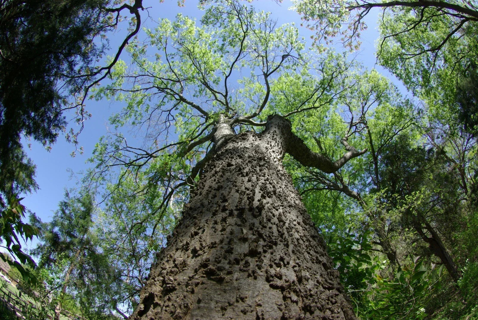 Sugar Hackberry Seeds, Celtis laevigata, Drought-Tolerant Native Tree, 20 Seeds for Landscaping and Wildlife Attraction