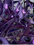 Purple Wandering Jew Live Plant in 4" Pot, Tradescantia zebrina, Indoor Trailing Houseplant, Easy Care, Vibrant Purple and Green Foliage