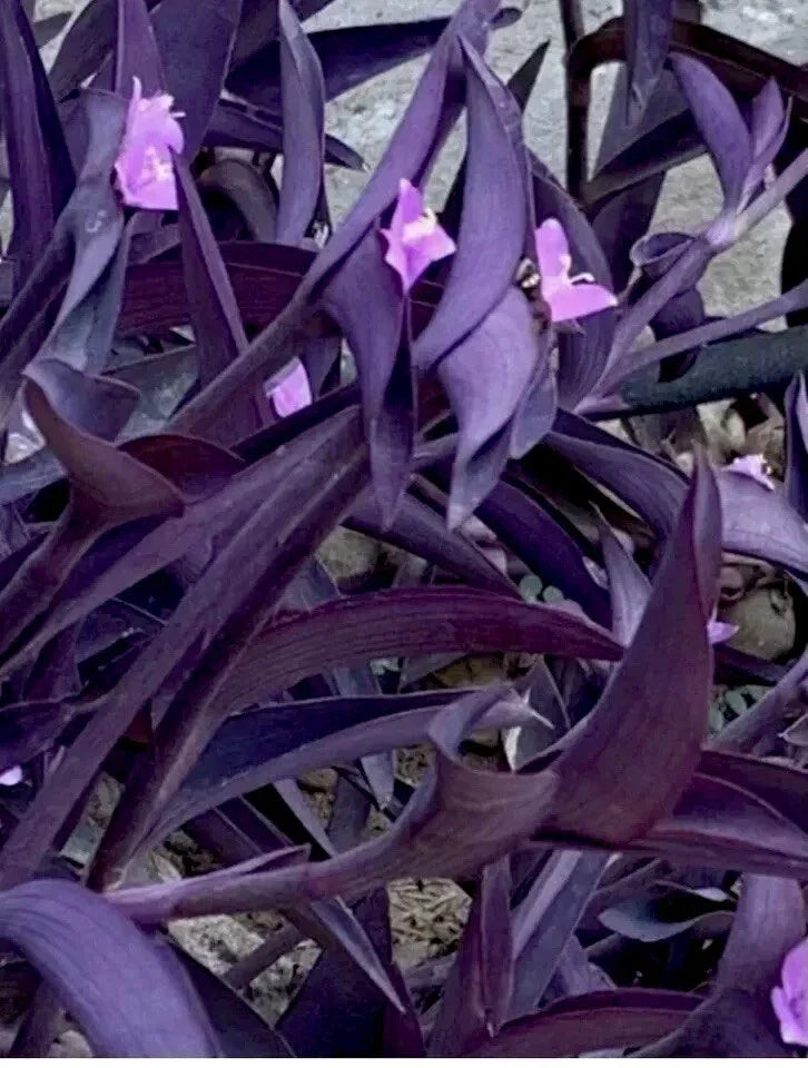 Purple Wandering Jew Live Plant in 4" Pot, Tradescantia zebrina, Indoor Trailing Houseplant, Easy Care, Vibrant Purple and Green Foliage