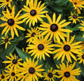 Black Eyed Susan Seeds 4000+ Perennial Butterfly Flower Rudbeckia hirta Garden Planting Seeds