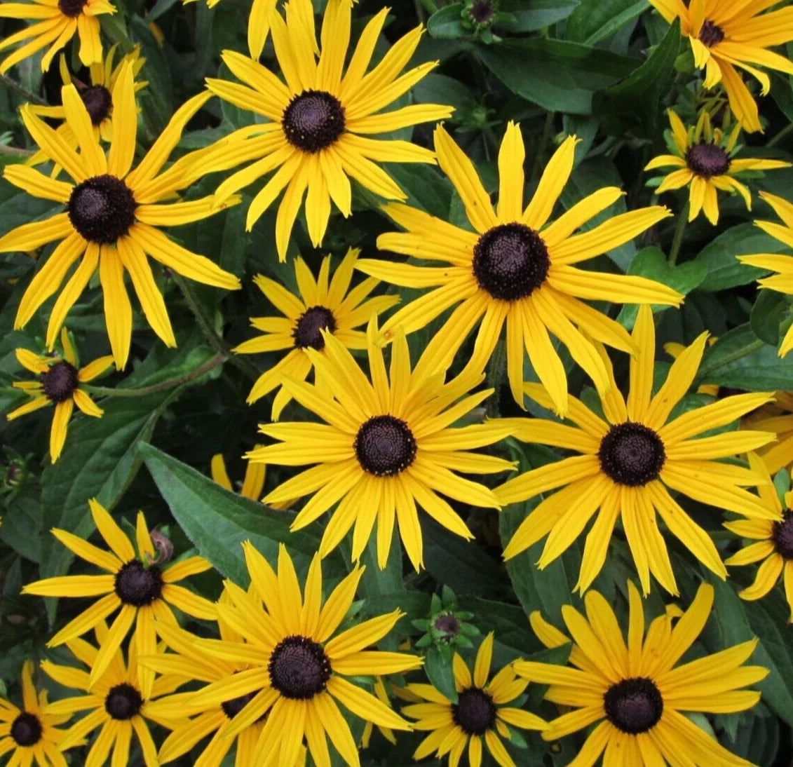 Black Eyed Susan Seeds 4000+ Perennial Butterfly Flower Rudbeckia hirta Garden Planting Seeds