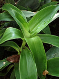 Basket Plant Cuttings, Callisia Fragans, Indoor Trailing Green Foliage, 5 Pack for Propagation