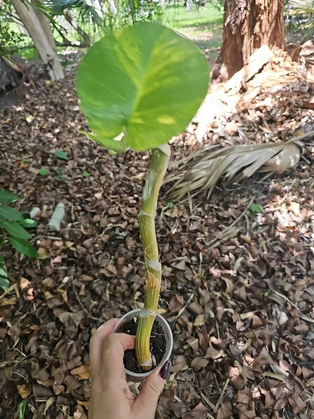 Giant Variegated Golden Pothos Plant - Climbing Epipremnum aureum for Indoor Decor, Trailing Houseplant