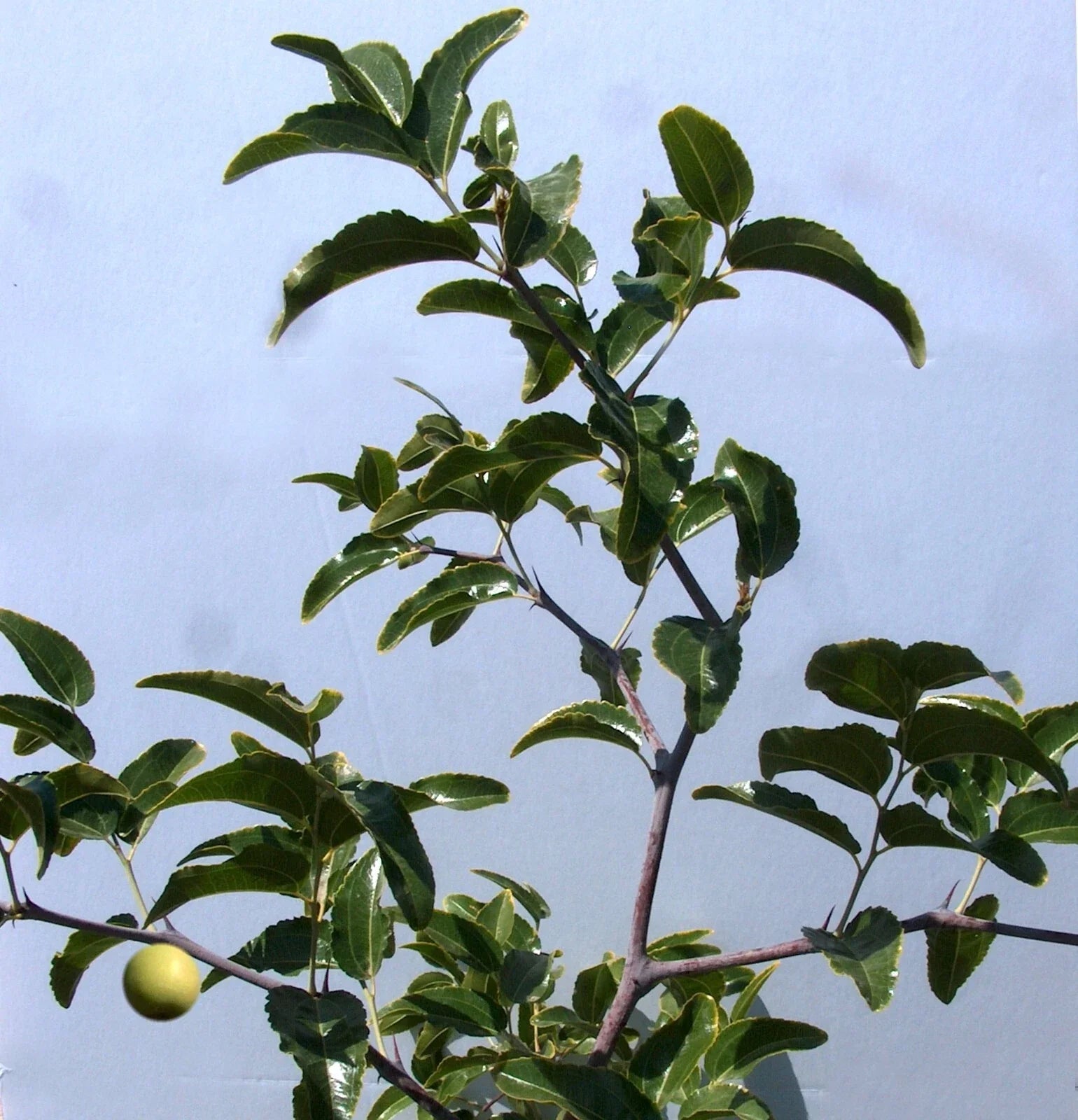 Sugar Cane Jujube Tree Cutting 8" Thin Graft Scion Ziziphus jujuba Variety T606A
