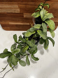 Hoya Carnosa 'Grey Ghost' Rooted Cutting – Rare Variegated Indoor Houseplant, Easy Care, Trailing Vine, Unique Silver Leaves