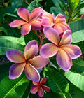 Pink Orange Plumeria Seeds - 5 Perennial Flower Seeds for Garden, Landscaping, and Pots | Frangipani (Plumeria rubra)