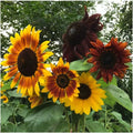 Autumn Beauty Sunflower Seeds - Organic Non-GMO Helianthus annuus - Vibrant Multi-Color Blooms for Garden, Borders, Containers