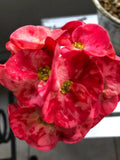 Thai Hybrid Crown of Thorns Cherries Jubilee Rooted Cutting - Euphorbia milii Succulent for Indoor & Outdoor Gardens