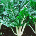 Swiss Chard Seeds 50+ Lucullus Variety Beta vulgaris subsp. cicla for Home Gardening