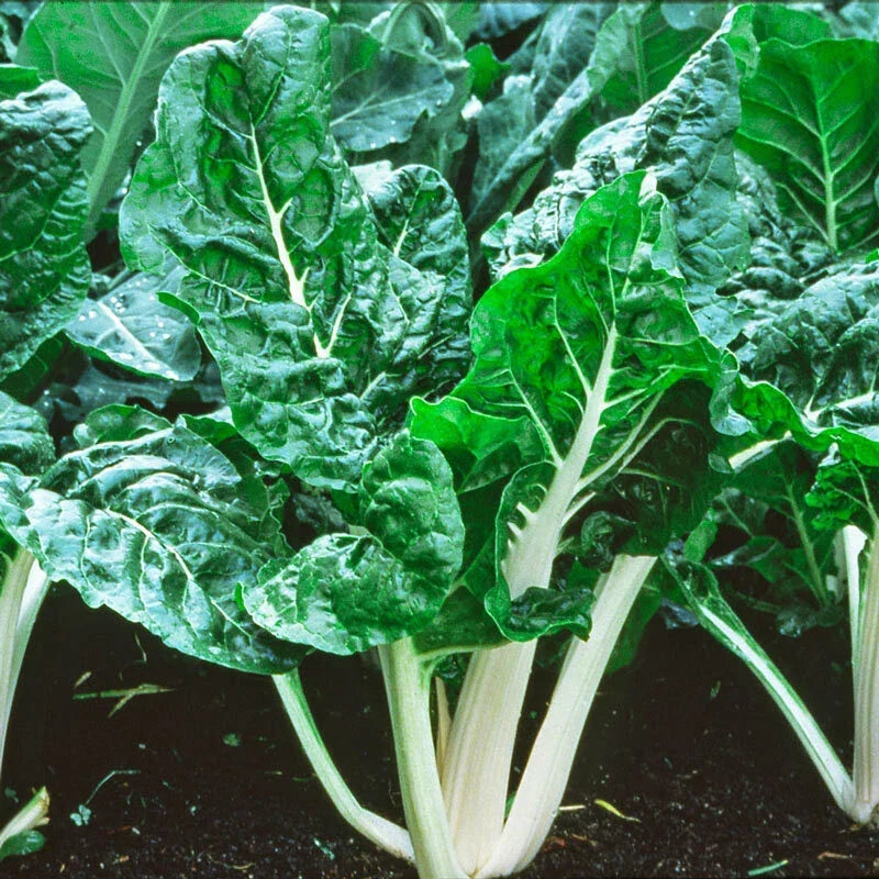 Swiss Chard Seeds 50+ Lucullus Variety Beta vulgaris subsp. cicla for Home Gardening