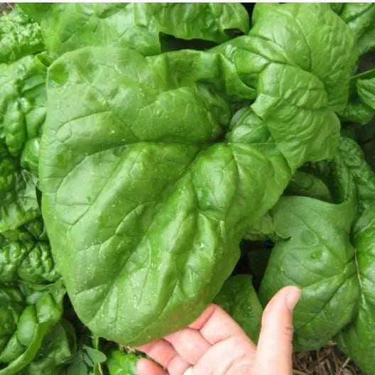 Giant Noble Spinach Seeds - 500 Non-GMO Spinacia oleracea for Home Garden, Container & Raised Bed Cultivation
