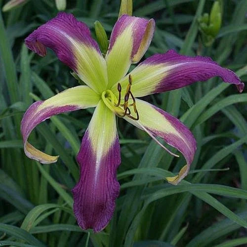 Daylily Plant - Live 11.5" Spider Blooms - Phantom Warrior Hemerocallis - Purple and Yellow Flowering Perennial