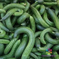 Armenian Dark Green Cucumber Seeds – Pack of 25+ Cucumis sativus for Garden, Patio, or Raised Beds, Non-GMO, High Yield, Free Shipping