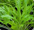 Mizuna Asian Mustard Seeds - 1500 Non-GMO Open Pollinated Brassica rapa var. nipposinica for salads and stir-fries