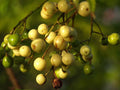 Chinaberry Tree Seeds 20 Pack - Melia Azedarach Pride Variety for Landscaping and Garden Planting