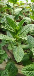 Mjito Mint Plant - 5 Bare Root Mentha x villosa Culinary Herb for Garden & Kitchen