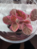 Episcia “Pink Smoke” Flame Violet Variegated Bareroot Starter Plant Indoor Houseplant, Gesneriad