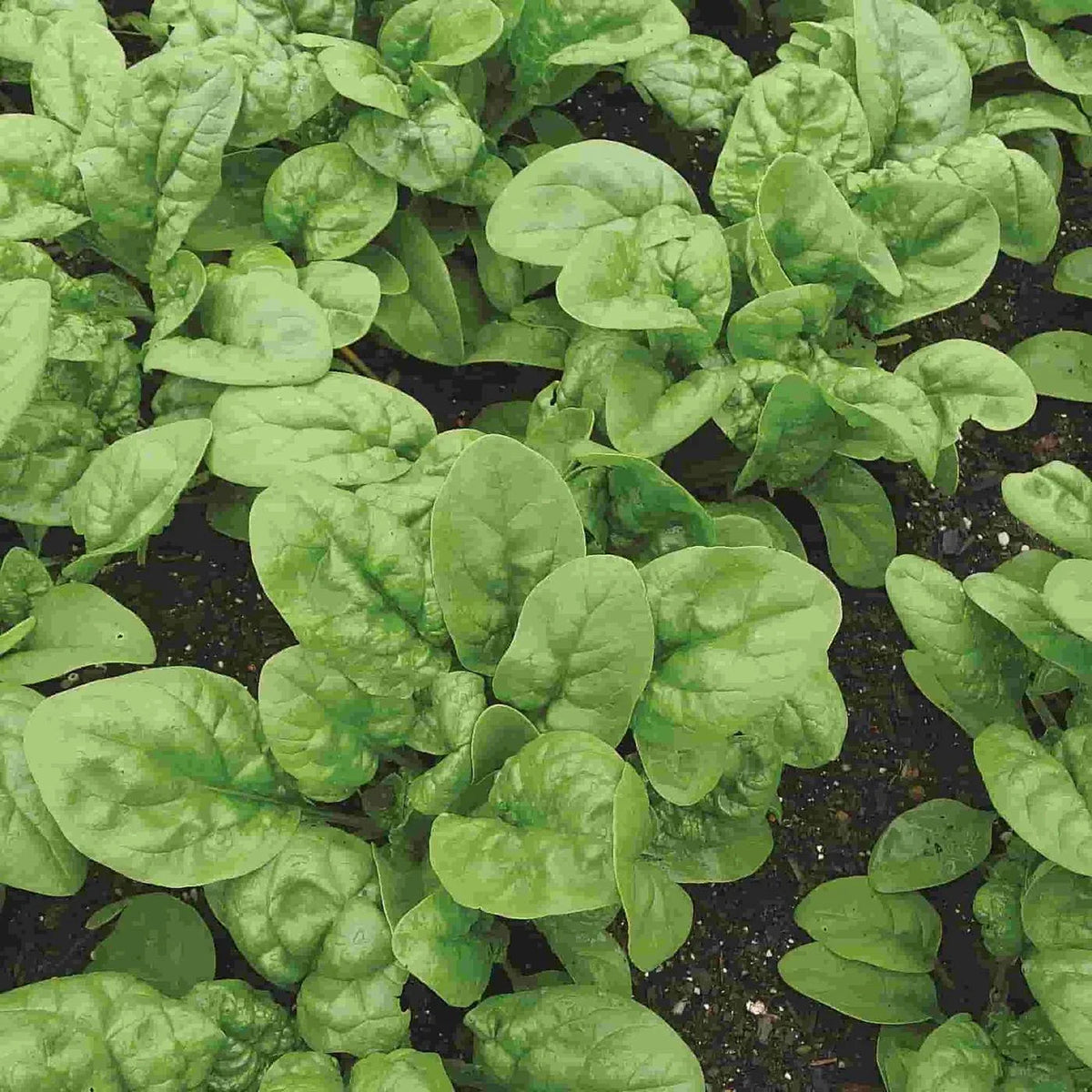 Bloomsdale Long Standing Spinach Seeds – Organic, Non-GMO, Heirloom Spinacia oleracea for Home Gardening