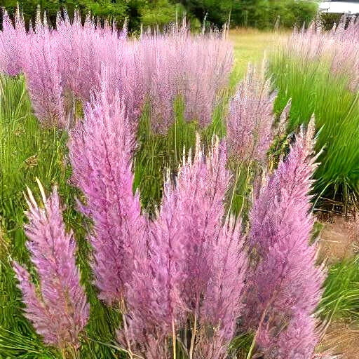 Purple Love Grass Seeds - Ornamental Flowering Grass, E. spectabilis, 500 Seeds, Drought-Tolerant, Wildflower, Garden, Landscape