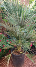 Mediterranean Fan Palm Tree, 7-Gallon Pot, Chamaerops Humilis, Tropical Landscape, Drought-Tolerant Indoor Outdoor Plant
