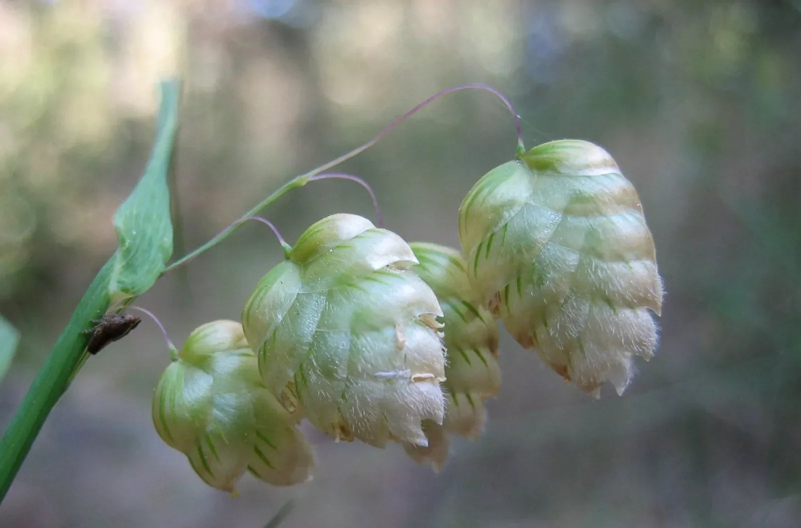 Quaking Grass Seeds | Brixa Maxima Ornamental Grass for Gardens & Cut Flowers | 200+ Seeds