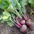Organic Dark Red Detroit Beet Seeds – Non-GMO Beta vulgaris Vegetable Seeds for Home Garden, Edible Roots, Heirloom, 50 Pack