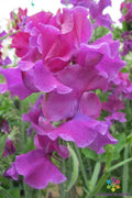 Terry Davey Sweet Pea Seeds - 50+ Pack, Fragrant Climbing Flower, Lathyrus odoratus, Garden Planting, Annual Blooms