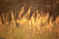 Indian Grass Seeds - 501+ Count Native Prairie Wildflower for Poor Soils, Heat & Cold Tolerant Sorghastrum nutans
