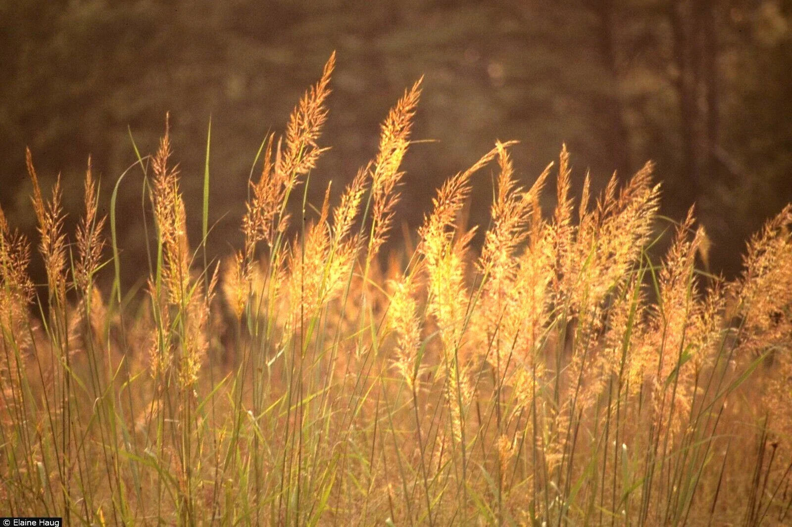 Indian Grass Seeds - 501+ Count Native Prairie Wildflower for Poor Soils, Heat & Cold Tolerant Sorghastrum nutans