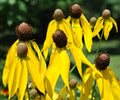 Yellow Prairie Coneflower Seeds - Ratibida pinnata Wildflower Seeds for Gardens, Pollinator Attracting, 200+ Seeds, USA Seller
