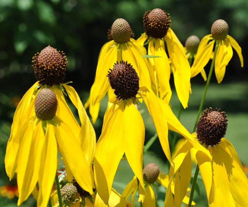Yellow Prairie Coneflower Seeds - Ratibida pinnata Wildflower Seeds for Gardens, Pollinator Attracting, 200+ Seeds, USA Seller