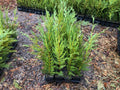 Leyland Cypress Trees - 12-18 Inch Seedlings in Pots - Fast-Growing Evergreen for Privacy Hedges & Landscaping - Cupressus × leylandii