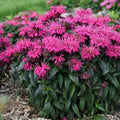 Berry Bee Balm Seeds - 100 Pack - Monarda didyma - Hummingbird & Butterfly Attractant - Perennial Flower Seeds