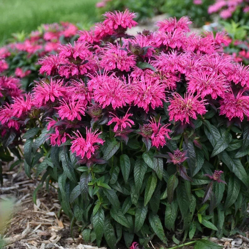 Berry Bee Balm Seeds - 100 Pack - Monarda didyma - Hummingbird & Butterfly Attractant - Perennial Flower Seeds