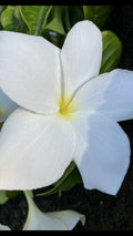 Hawaiian Fiddle Plumeria Plant #8 – Fragrant White Flowers, Plumeria pudica, Tropical Potted Plant for Garden or Indoor