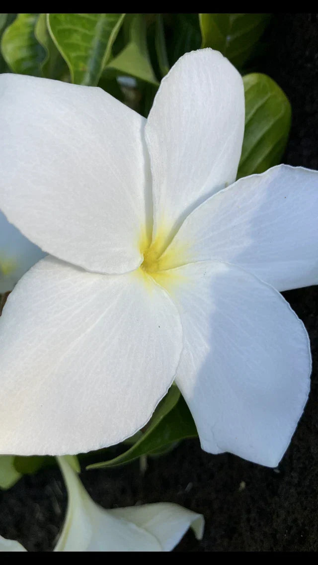 Hawaiian Fiddle Plumeria Plant #8 – Fragrant White Flowers, Plumeria pudica, Tropical Potted Plant for Garden or Indoor