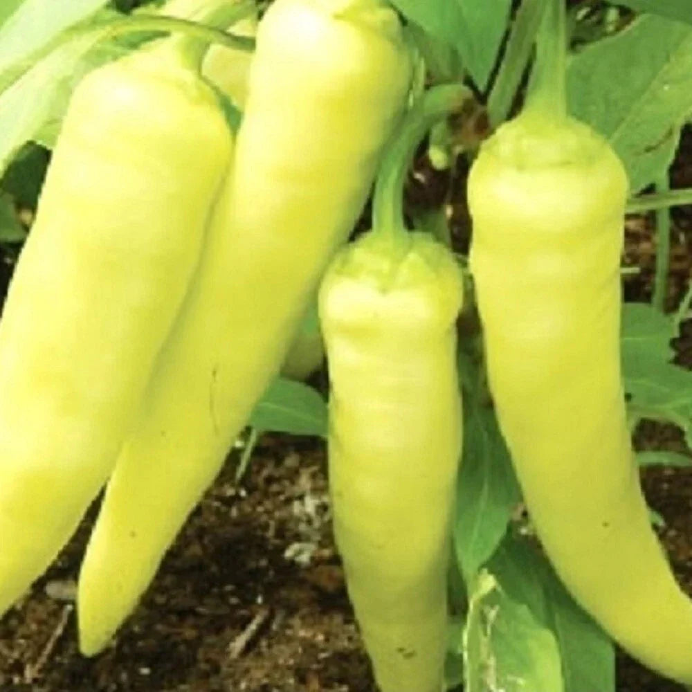 Sweet Banana Pepper Seeds - Heirloom NON-GMO Capsicum annuum for Garden, Container, Fresh Eating