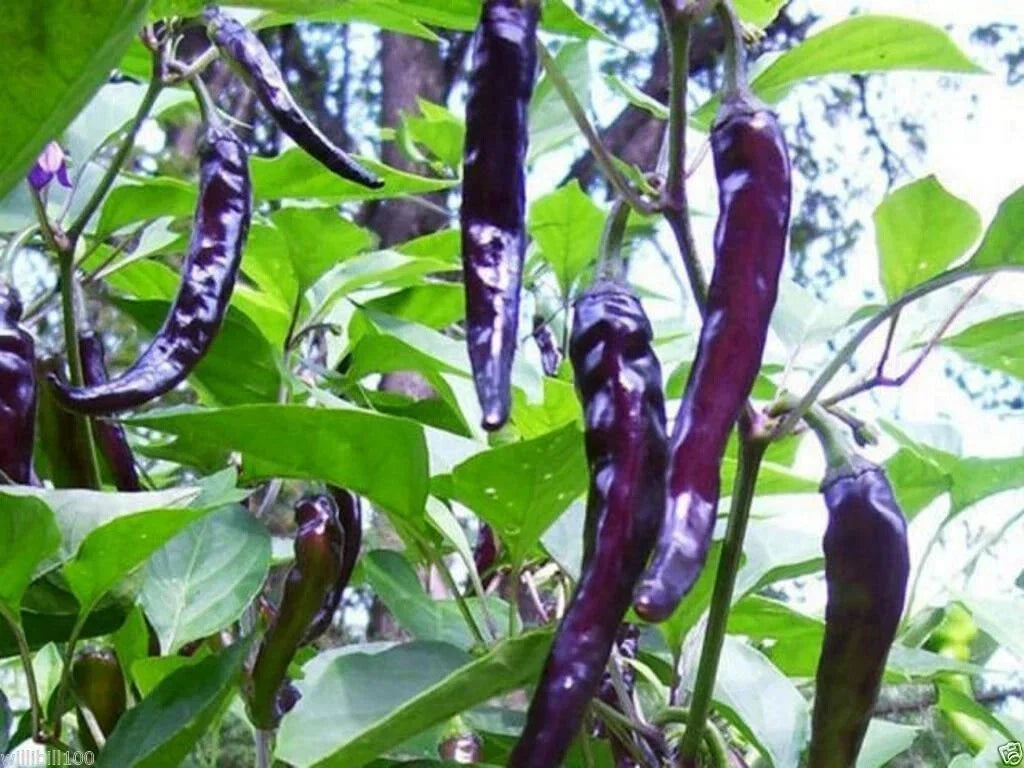 Cayenne Purple Hot Pepper Seeds, NON-GMO, Capsicum annuum, Spicy Purple Peppers for Garden, Container or Bed Planting