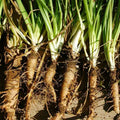 Mammoth Sandwich Island Salsify Seeds – 50 Non-GMO Vegetable Seeds for Home Gardening, Nutty Flavor, Easy to Grow, USA Grown