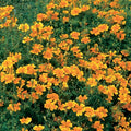 Tangerine Gem Marigold Seeds - 25+ Pack, Tagetes patula, Bright Orange Flowers for Garden, Containers & Borders, USA Free Shipping