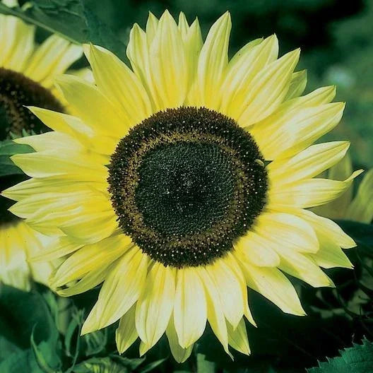 Lemon Queen Sunflower Seeds - 50 Pack - Bright Yellow Blooms - Helianthus annuus Garden Planting