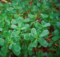 Purslane Seeds 2000+ Portulaca oleracea Groundcover Herb for Gardens & Containers