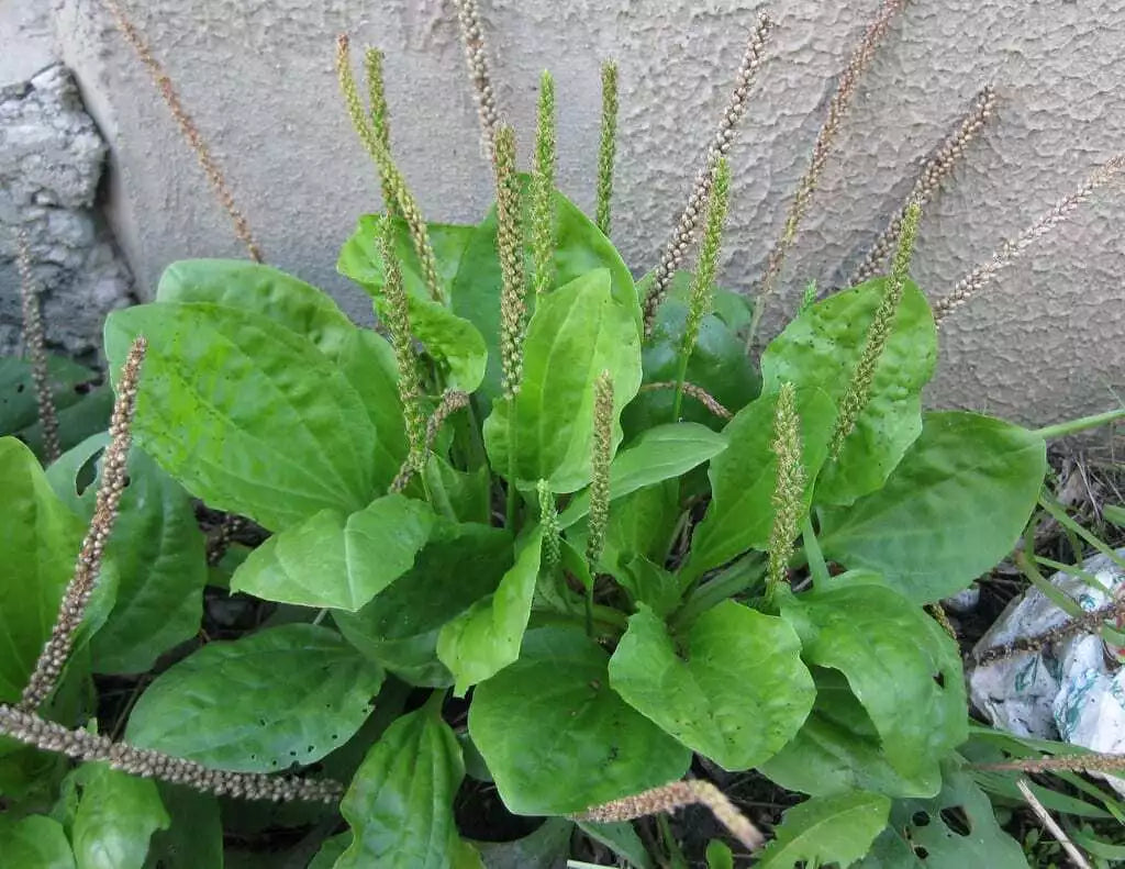 Broadleaf Plantain Seeds - 500+ Non-GMO, Medicinal Herb, Plantago major, Perennial Herb for Gardening & Herbal Remedies