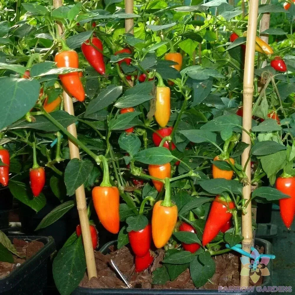 Santa Fe Grande Hot Pepper Seeds – 25+ Non-GMO Capsicum annuum for Garden Planting, Bright Yellow to Orange Peppers