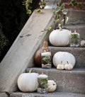 White Pumpkin Seeds Collection – Ghost, Casper, Baby Boo – Cucurbita pepo, Vining, White Decorative Pumpkins
