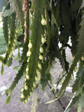 Lepismium Houlletianum Cuttings - 4 Pack Succulents Cactus for Indoor Garden, Trailing Epiphytic Plant